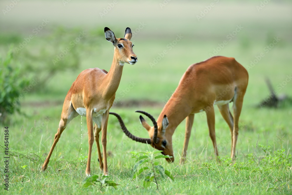 Impala (Aepyceros melampus) in African natural park Impala (Aepyceros melampus) in African natural park