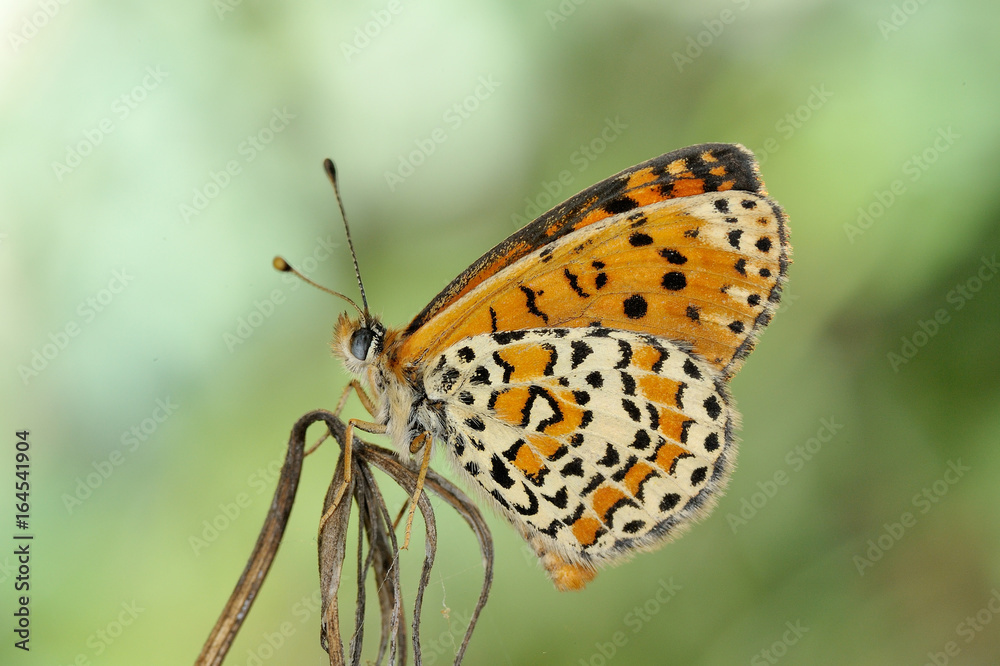 butterfly in natural habitat in spring (melitaea aethera)