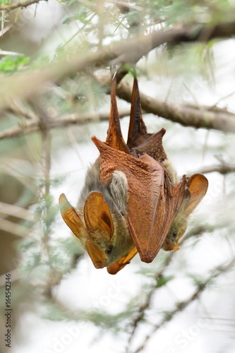 Egyptian Slit-Faced Bat (Nycteris thebaica) photo