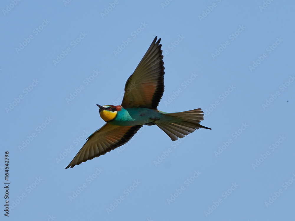 european bee-eater (Merops Apiaster) in natural habitat
