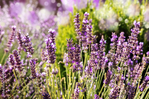 Blooming lavender flowers on blurred background with copy space © laplateresca