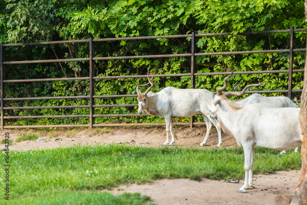Addax antelope with Curved horns on nature Addax antelope with Curved horns on nature