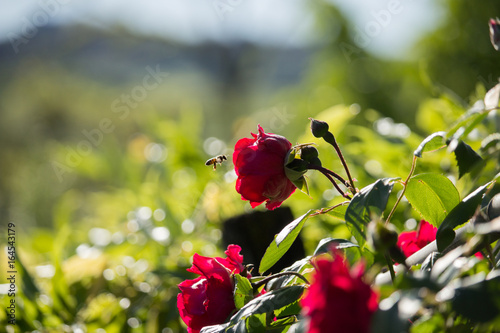 Bee on a Red Rose