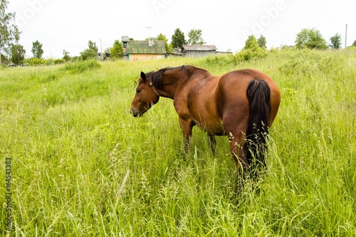 The horse on the meadow in the village walks on the grass and eats it. Very beautiful and majestic animal brown.