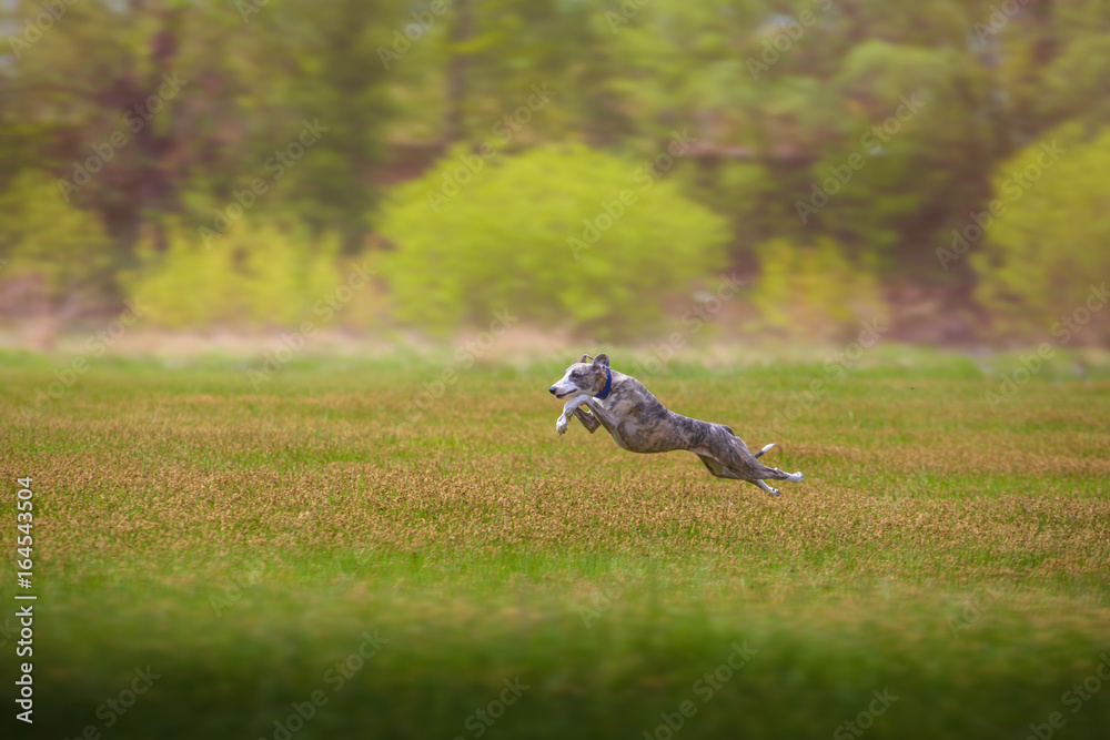 Obraz premium whippet dog runs on the grass on the field on trees background