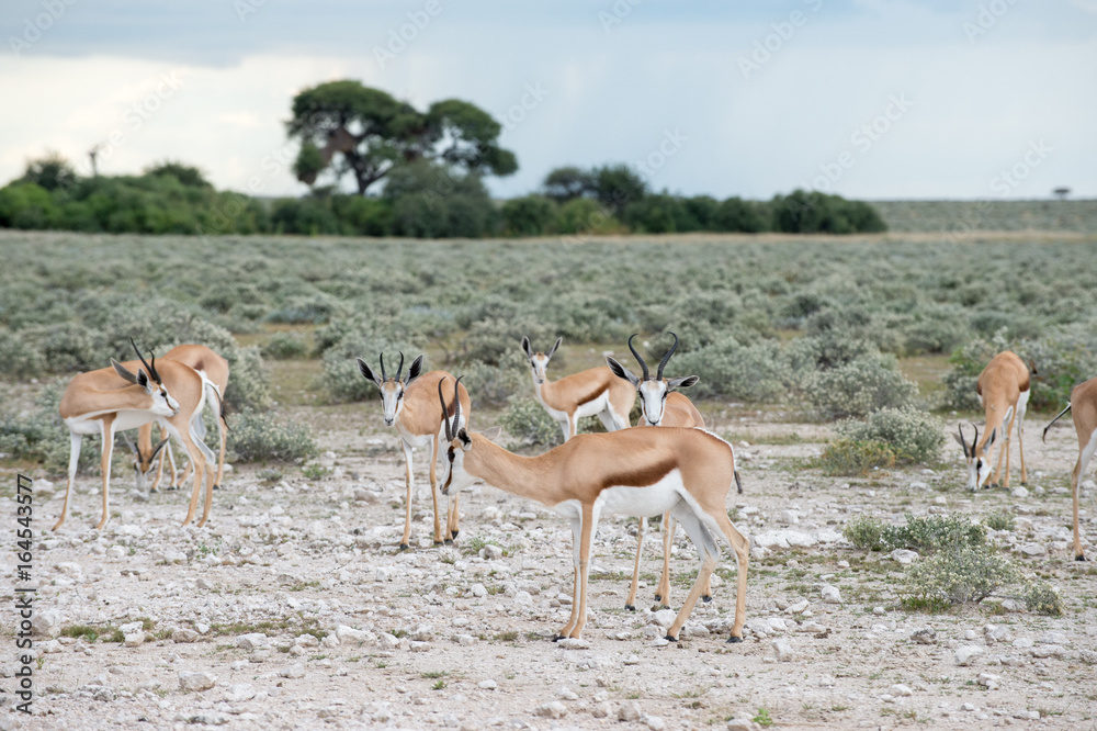 Springboks Springboks