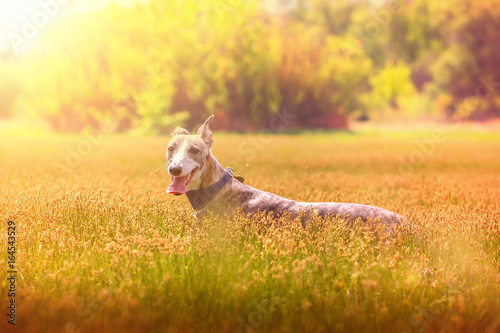 Hunting dog lies on the grass on the field on trees background
