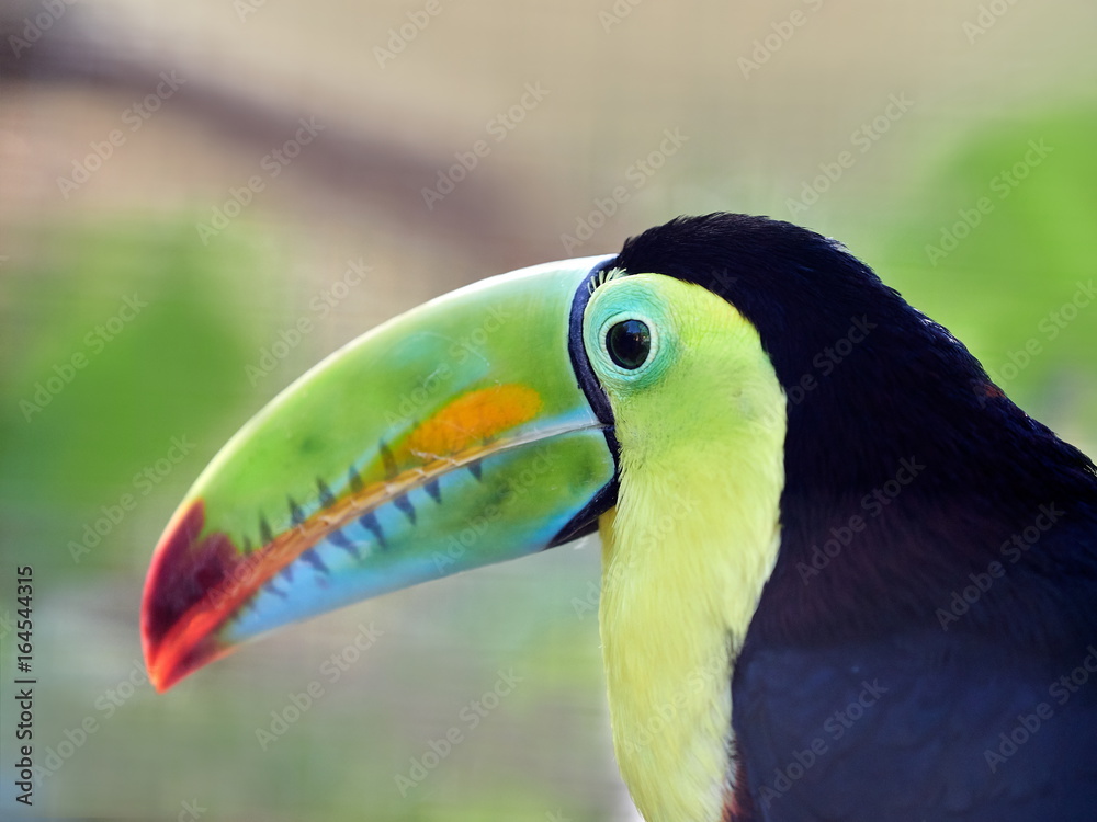 The keel-billed toucan, also known as sulfur-breasted or rainbow-billed toucan The keel-billed toucan, also known as sulfur-breasted or rainbow-billed toucan