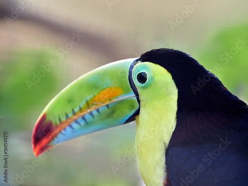 The keel-billed toucan, also known as sulfur-breasted or rainbow-billed toucan