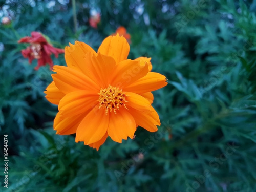 Beautiful orange Cosmos Sulphureus flower isolated on white background