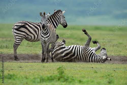 Zebra in Serengeti National Park  Tanzania  East Africa