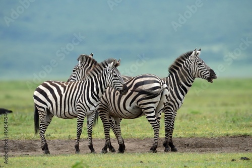 Zebra in Serengeti National Park, Tanzania, East Africa
