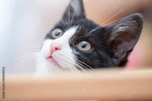 Fototapeta Naklejka Na Ścianę i Meble -  little kitty