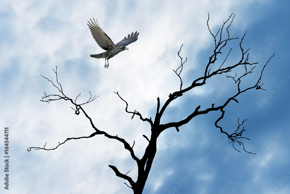 Halloween background with flying raven Halloween background with flying raven
