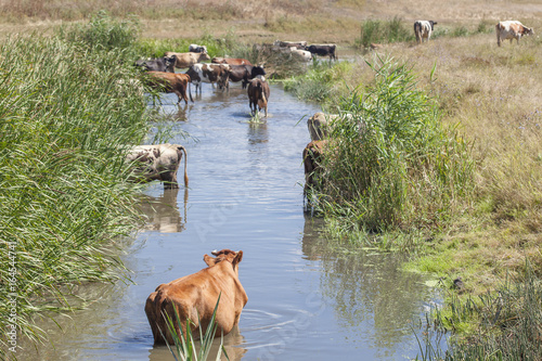 cows in the pond water