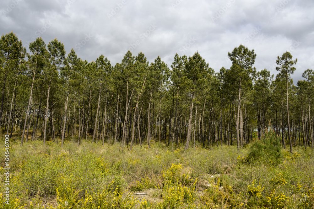 Pin maritime, Pin des Landes, Pinus pinaster, Foret Landaise, Parc naturel régional des Landes de Gascogne, Gironde, 33 Pin maritime, Pin des Landes, Pinus pinaster, Foret Landaise, Parc naturel régional des Landes de Gascogne, Gironde, 33