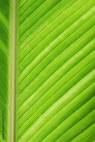 green leave background. For book cover design.