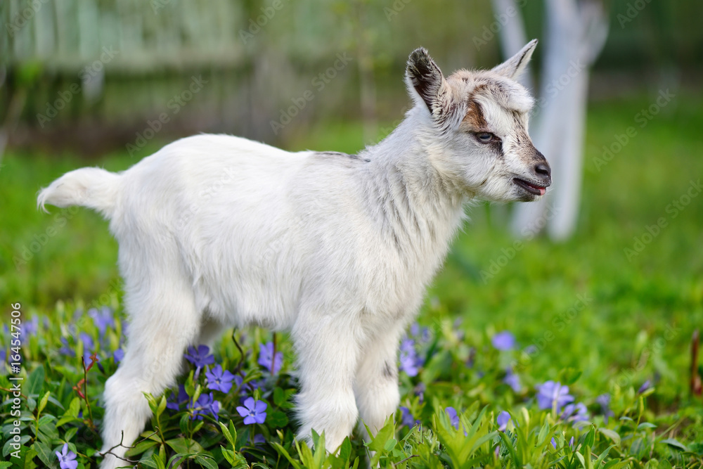 White baby goat standing on green lawn with flowers periwinkle (Vinca major) White baby goat standing on green lawn with flowers periwinkle (Vinca major)