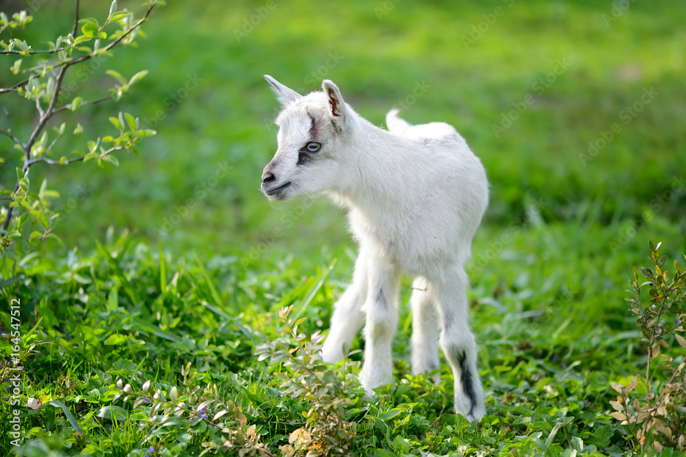 Obraz premium White baby goat standing on green lawn on a sunny day