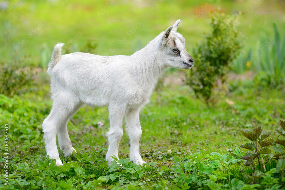 Obraz premium White baby goat standing on green lawn