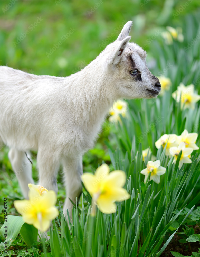 Fototapeta premium White baby goat standing on green lawn with flowers narcissus