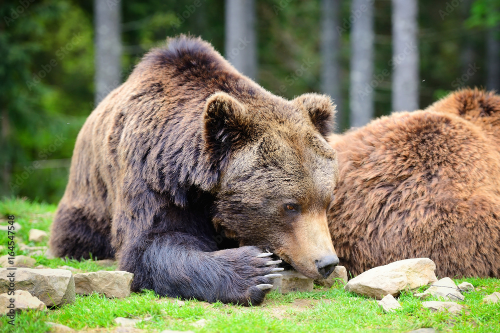 European brown bears in a forest landscape at summer. Big brown bears in forest.