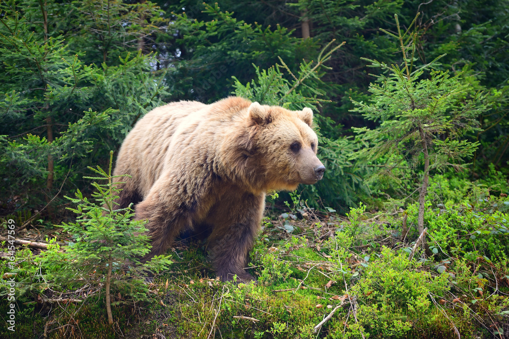 Obraz premium European brown bear in a forest landscape at summer. Big brown bear in forest.