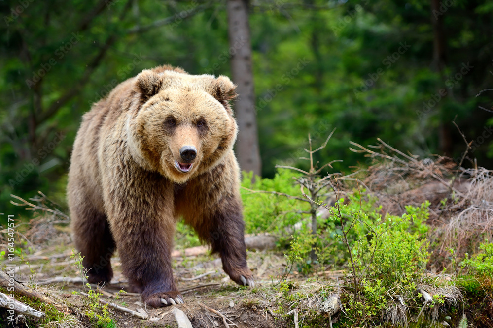 European brown bear in a forest landscape at summer. Big brown bear in forest. European brown bear in a forest landscape at summer. Big brown bear in forest.