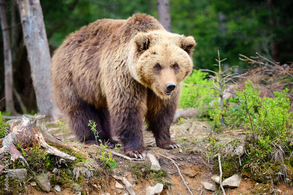 European brown bear in a forest landscape at summer. Big brown bear in forest. European brown bear in a forest landscape at summer. Big brown bear in forest.