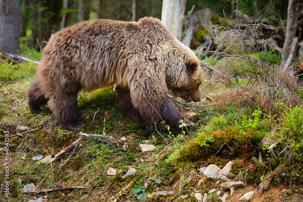 Fototapeta premium European brown bear in a forest landscape at summer. Big brown bear in forest.