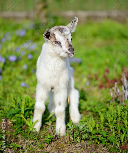 White baby goat standing on green lawn on a sunny day