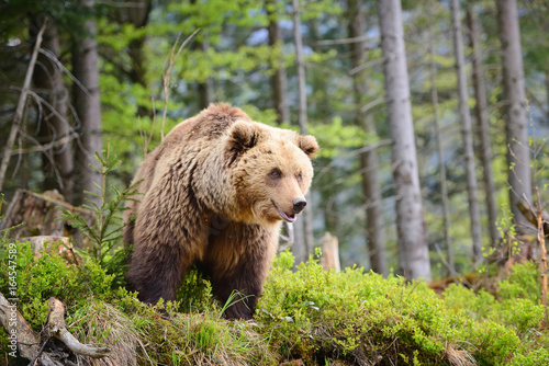 European brown bear in a forest landscape at summer. Big brown bear in forest. © nmelnychuk