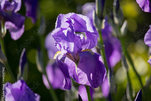 Violet Iris