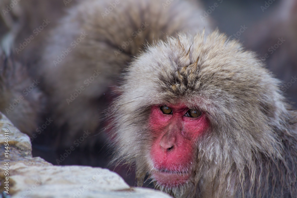 Japanese Snow Monkey Japanese Snow Monkey