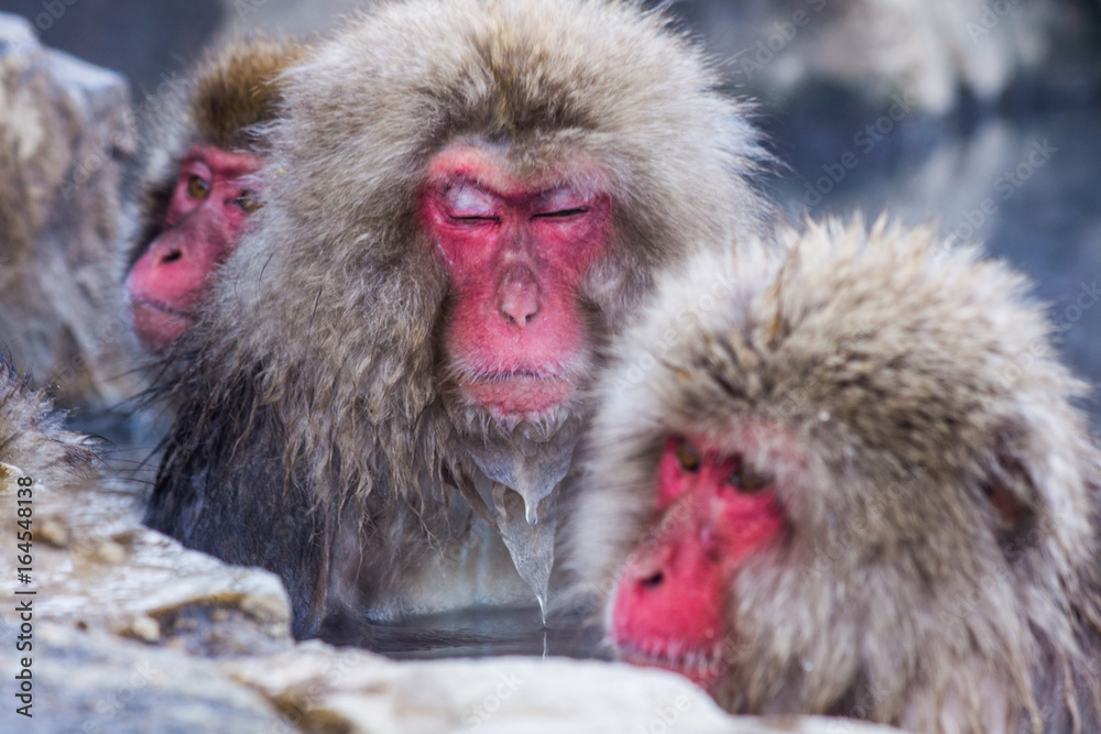 Naklejka premium Snow Monkeys