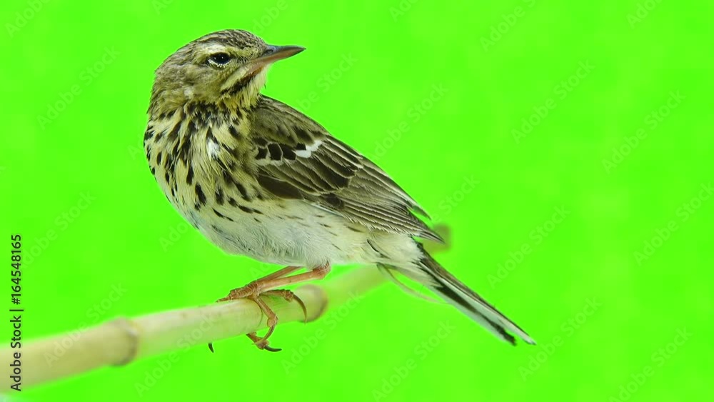 Tree Pipit (Anthus trivialis) isolated on a green background Tree Pipit (Anthus trivialis) isolated on a green background