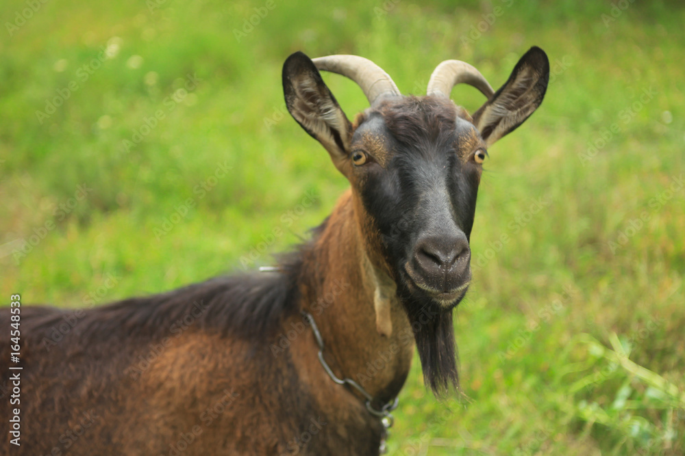 Large black horned goat on a green lawn Large black horned goat on a green lawn