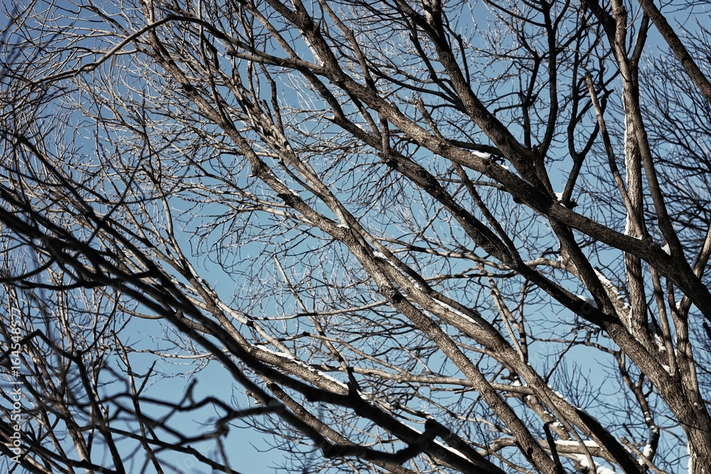 tree birch bare winter sky tree birch bare winter sky