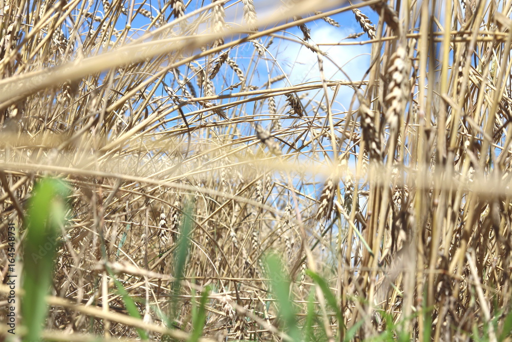 Fototapeta premium Wheat field in summer before harvesting
