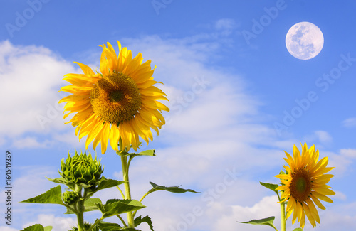 sunflower beauty  sky and bigmoon background