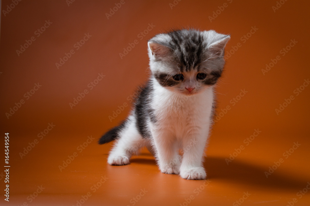 Scottish Straight bi-colour tabby kitten staying four legs against a orange background, one month old. 