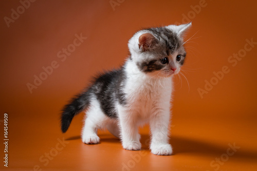 Scottish Straight bi-colour tabby kitten staying four legs against a orange background, one month old. 
