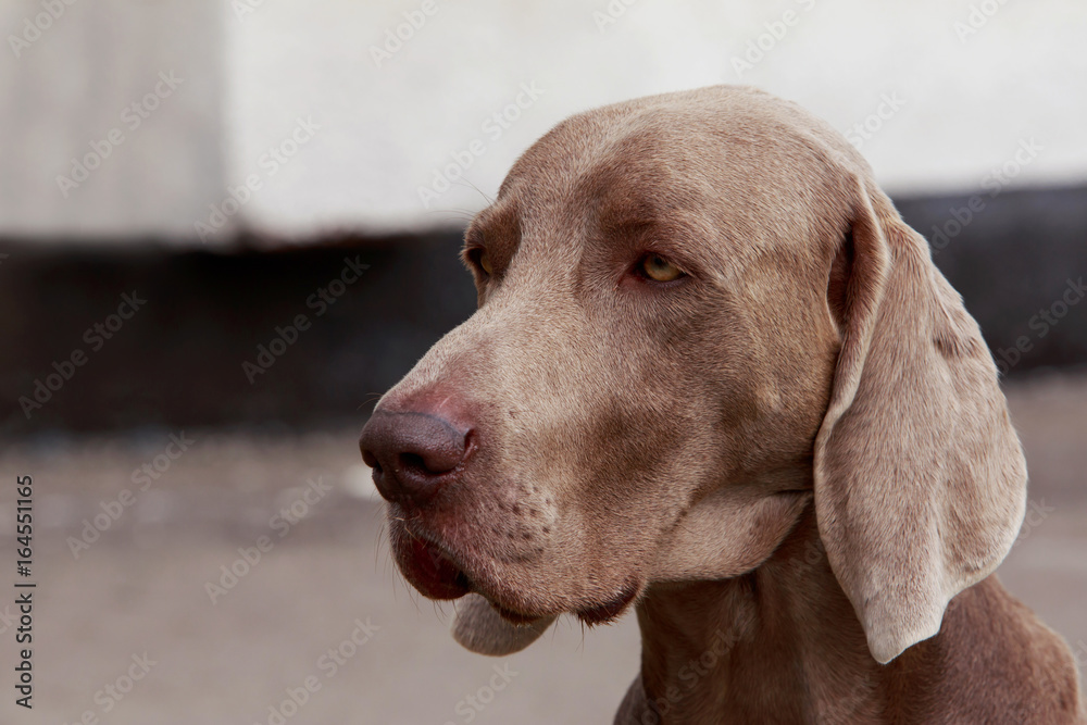 breed dog Weimaraner