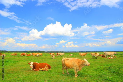 Cows herd in nature