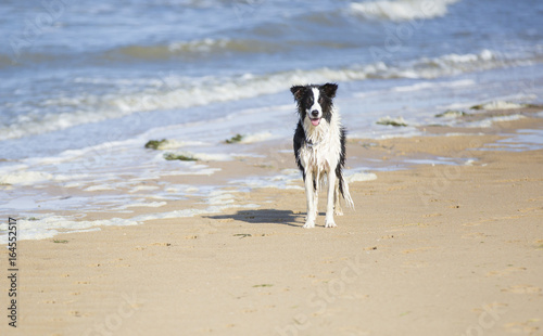 Border Collie sur la plage