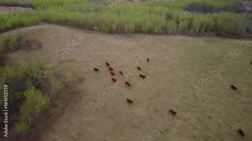 Cattle running in a field