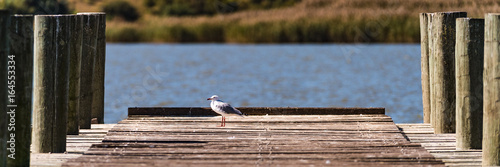 Johnathan Livingston Seagul photo