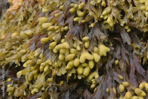 Delicate Brown and Green Seagrass Up Close photo