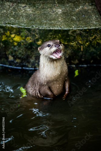 otter in chiangmai Thailand