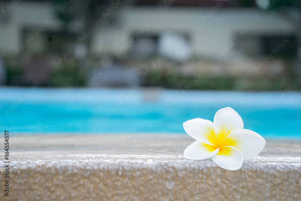 plumeria flower on swimming pool plumeria flower on swimming pool